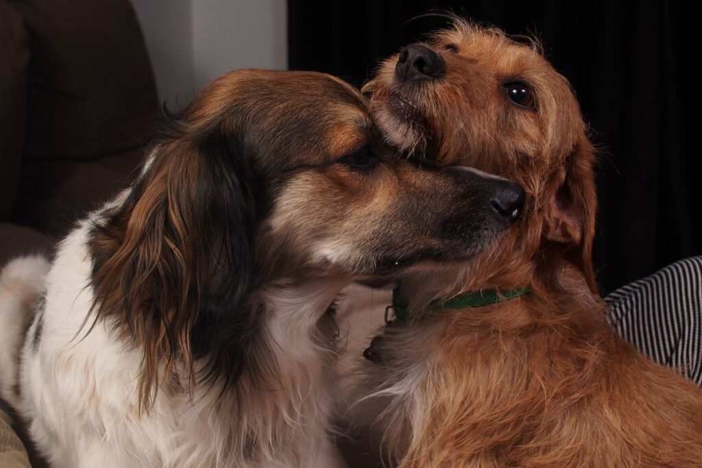 寄り添う二匹の犬
