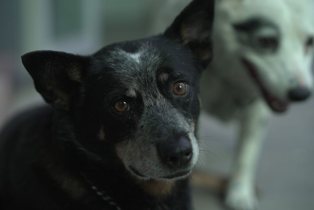 並んでいる二頭の犬。体格が違えば飲む姿勢も違う