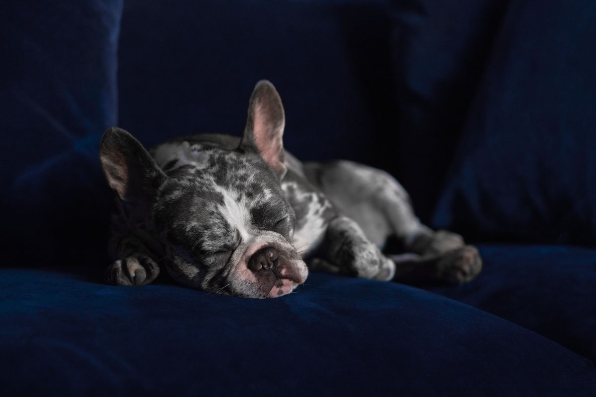ソファで眠る子犬