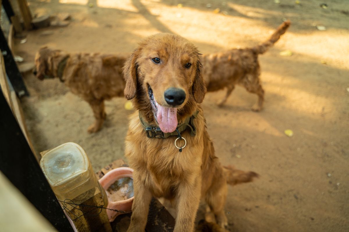 器のそばに立つ犬
