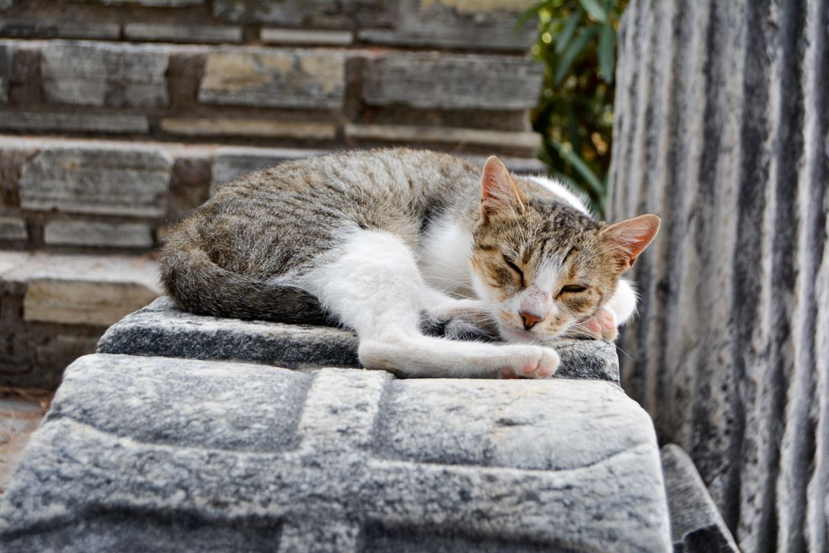 くつろぐ猫。交換の間隔は頭数や使い方で変わる
