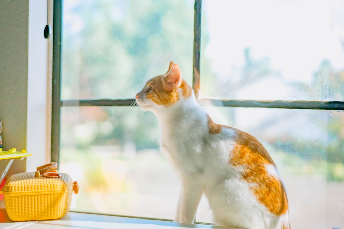 窓辺にすわる猫