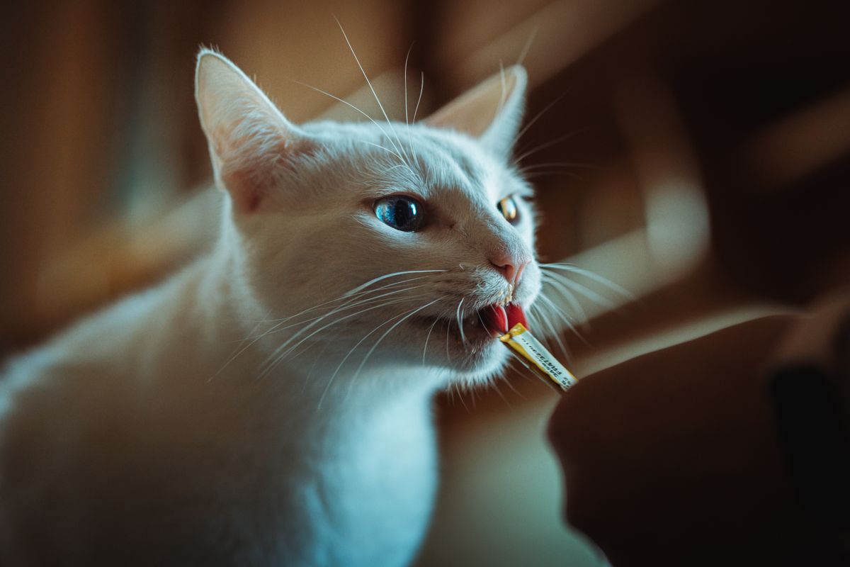 室内でおやつを食べる猫