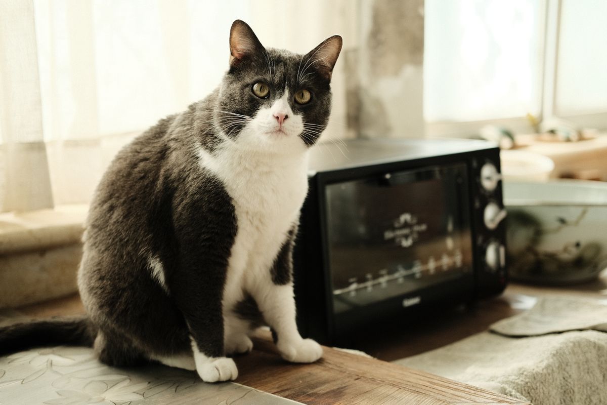 台所の調理台のそばに座っている白黒の猫