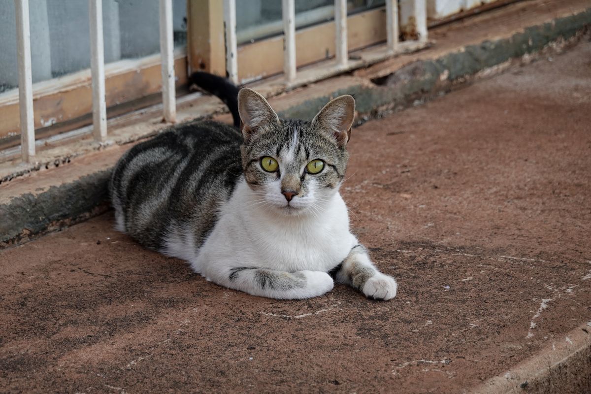床でくつろぐ猫