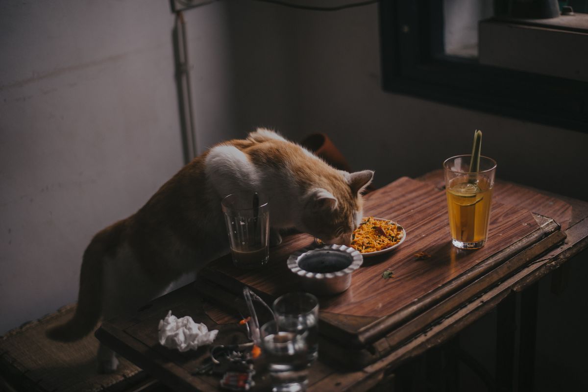 食事をする猫。切り替えの速さを決めるのは体調の様子