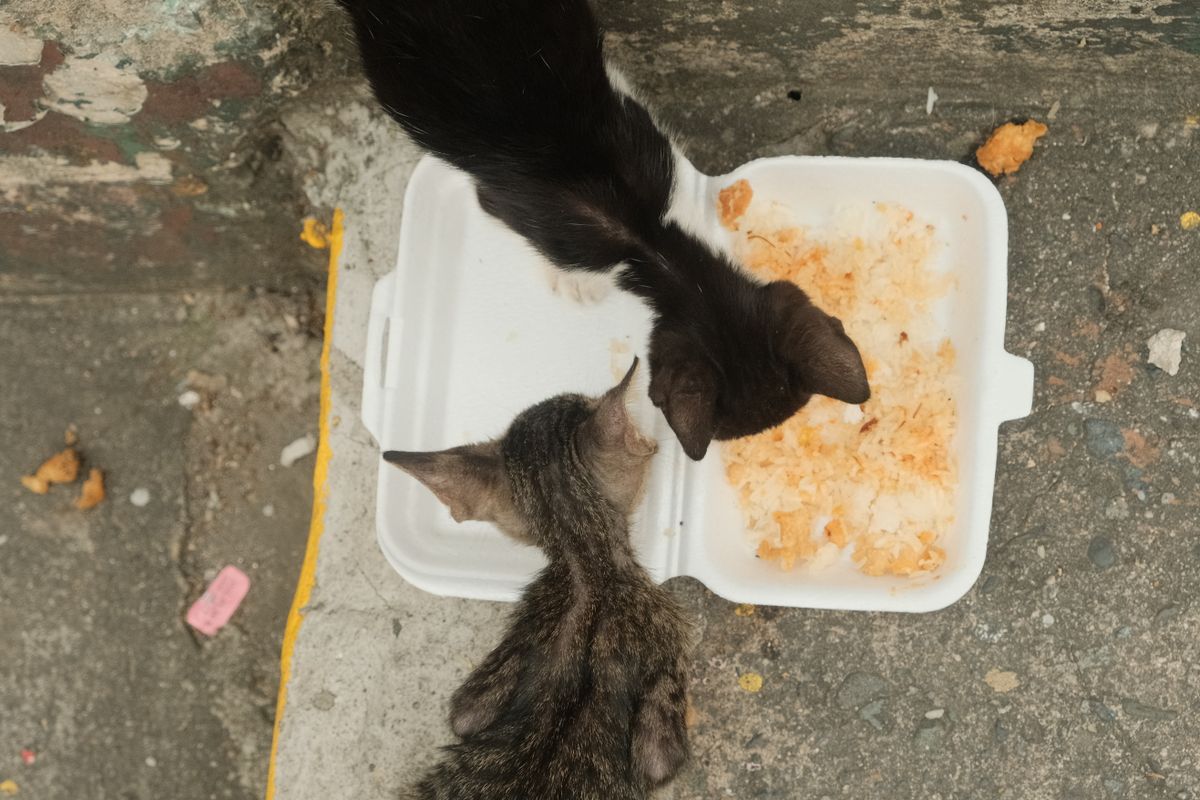 容器のそばの猫