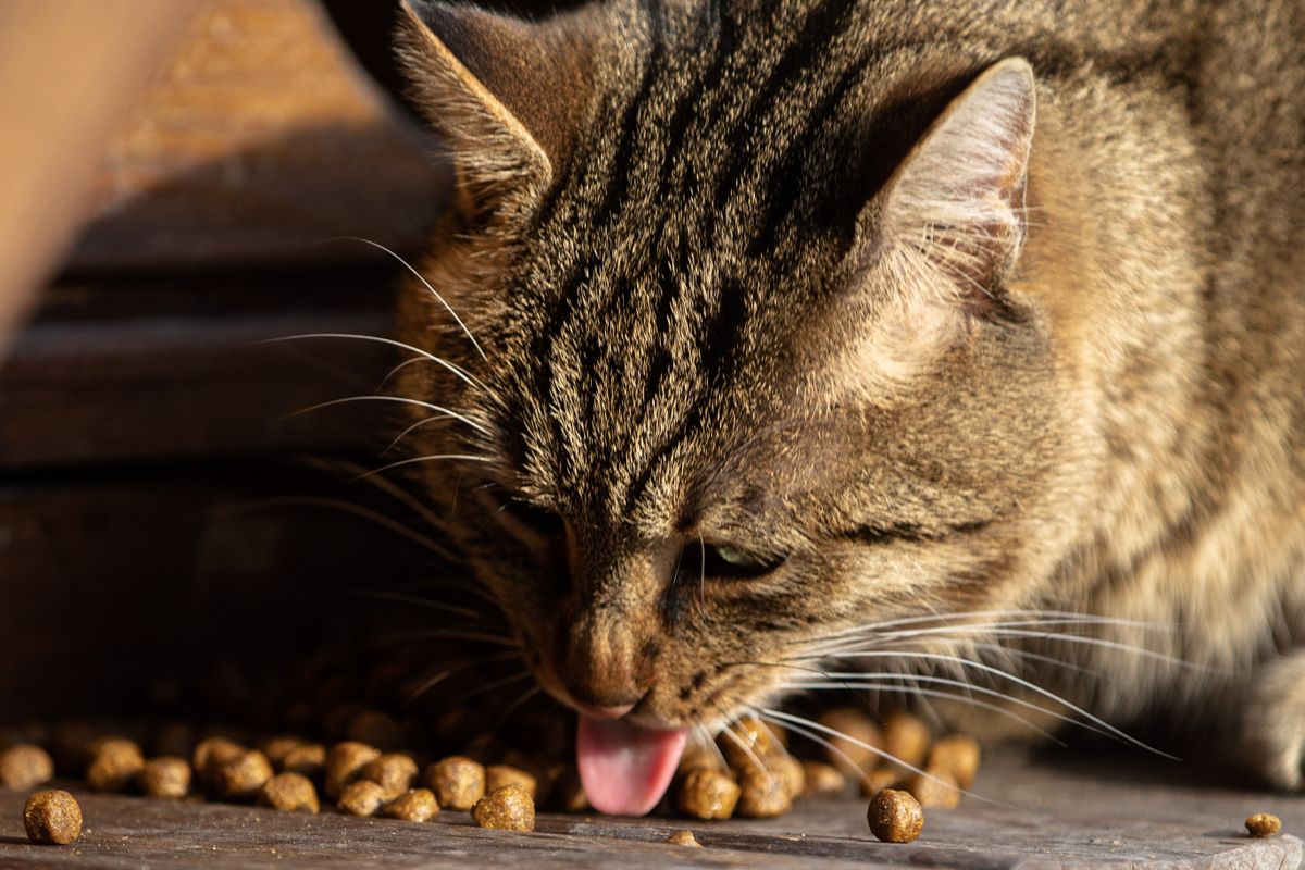 カリカリを食べる猫