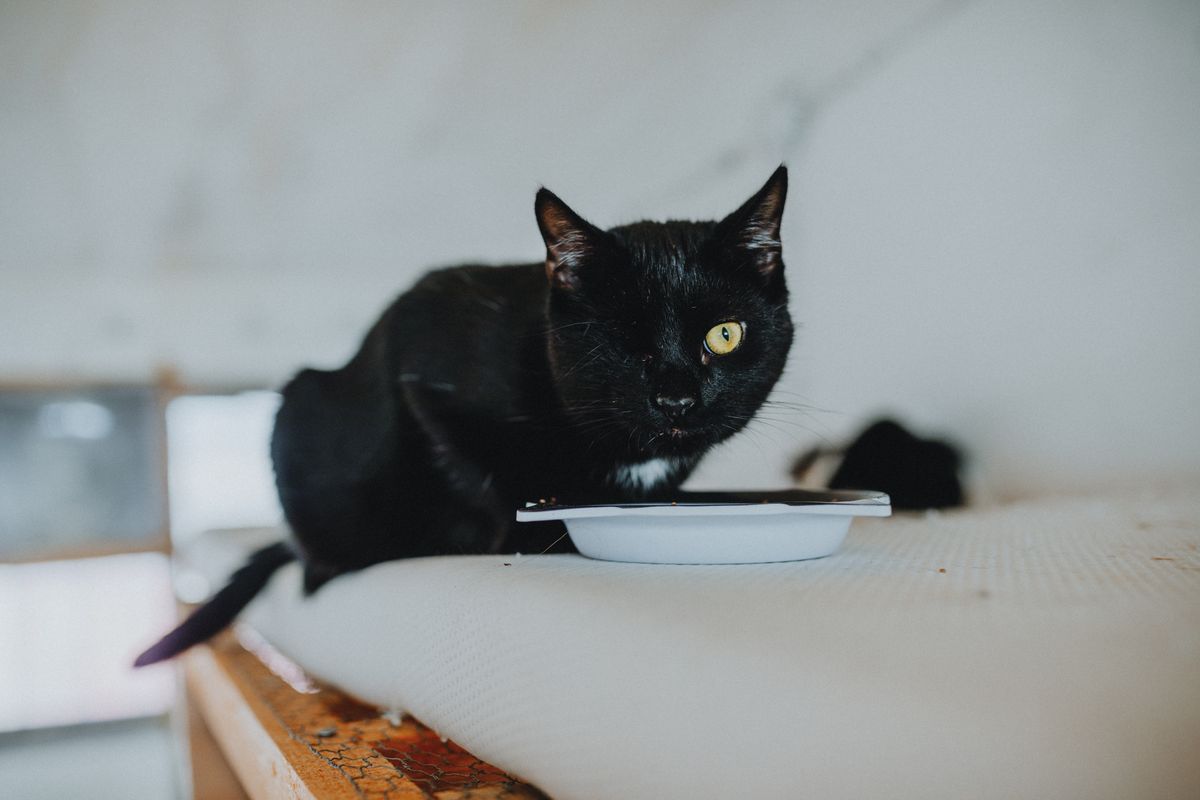器から食べる猫