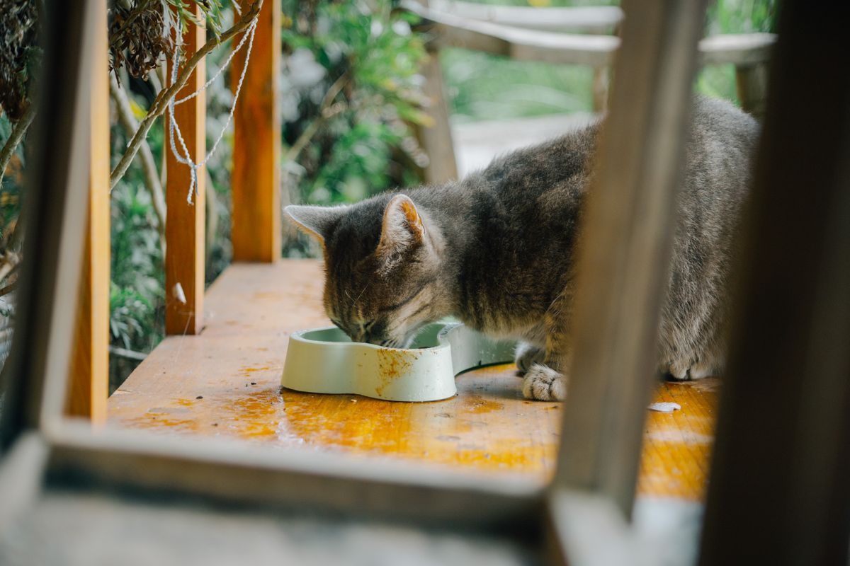 器から食事をしているキジトラ猫