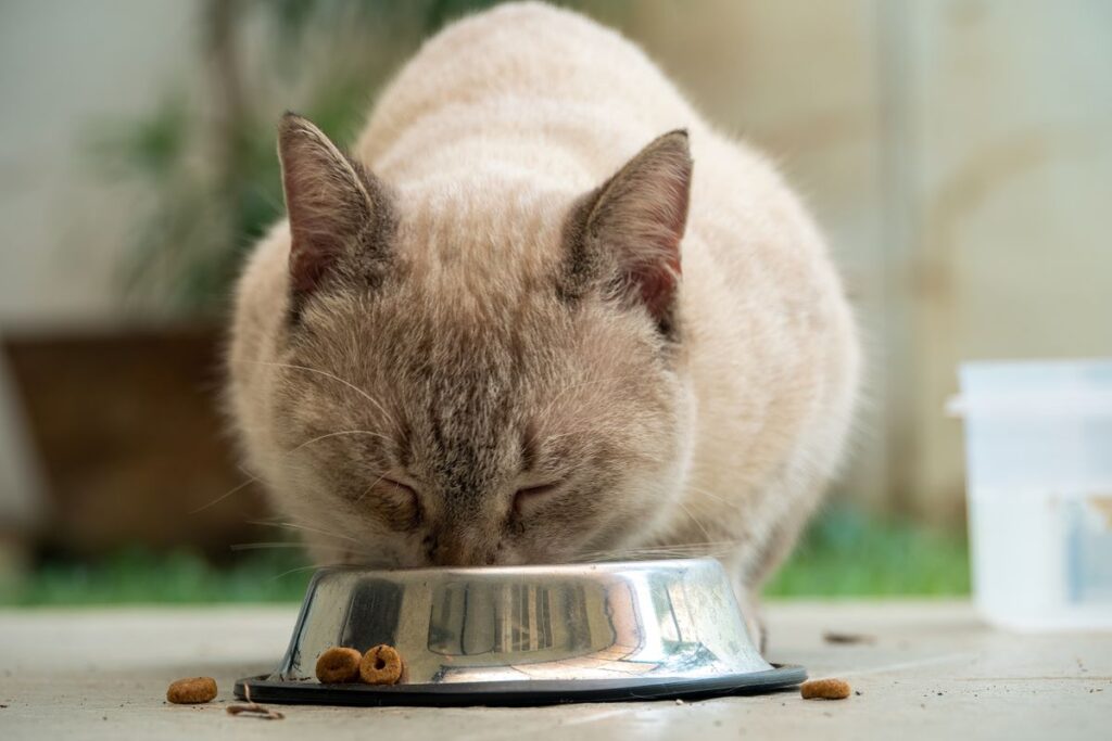 器から食事をしている猫