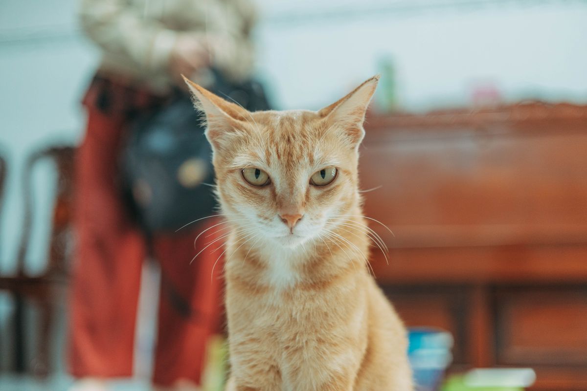 室内で落ち着いている猫