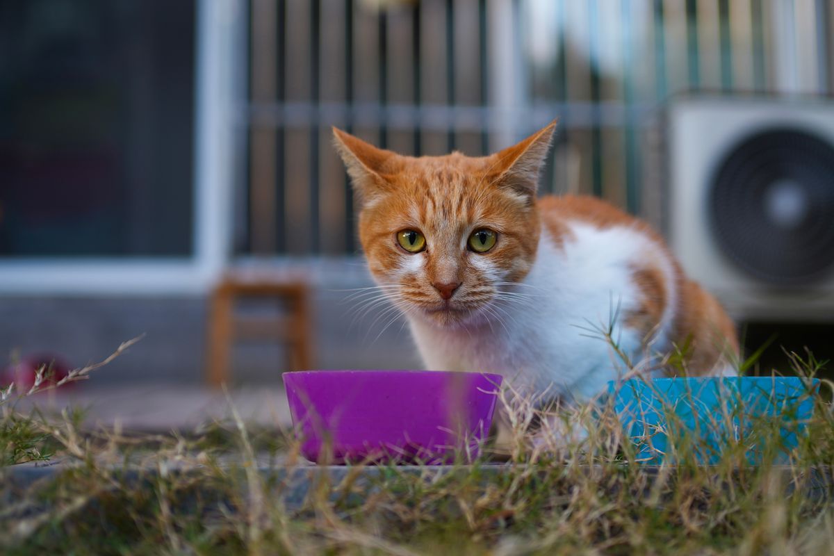 器のそばで食べている白と茶の猫。食べ方によってこぼれ方が違う