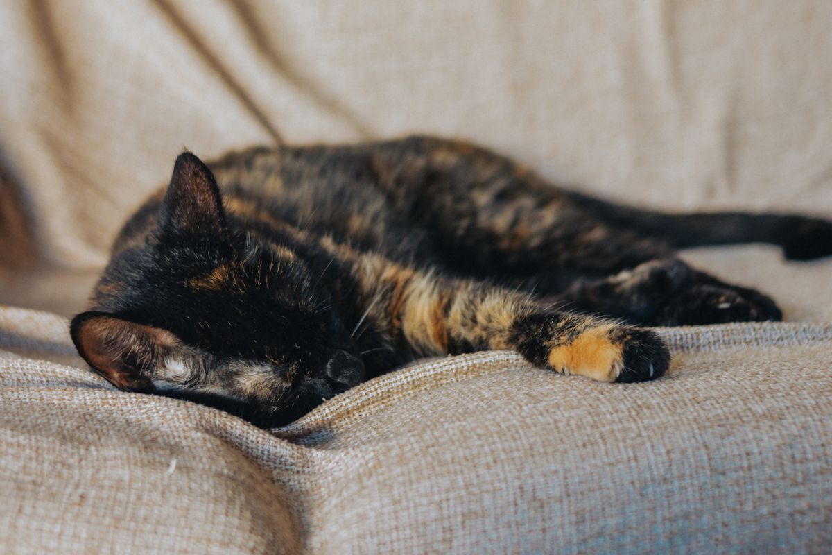 昼間にソファで眠る猫