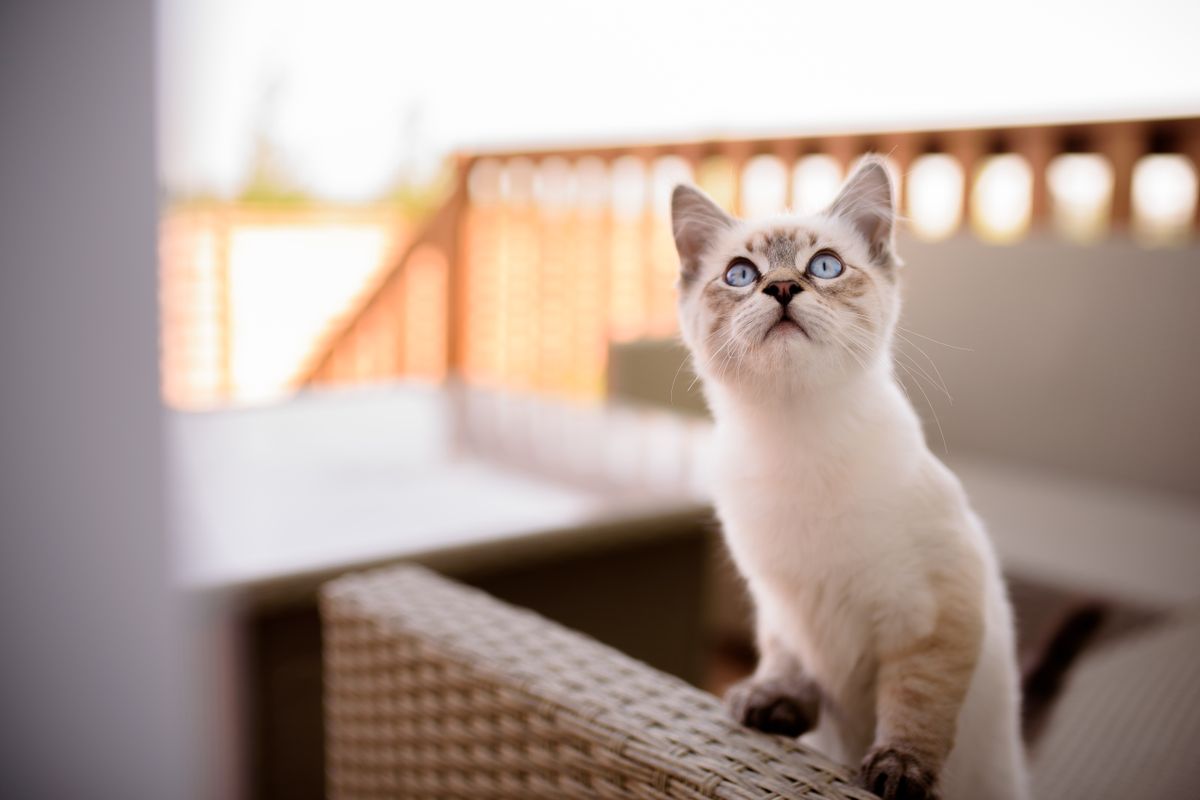 見上げる子猫。買ったあとに効いてくるのは手入れと運用