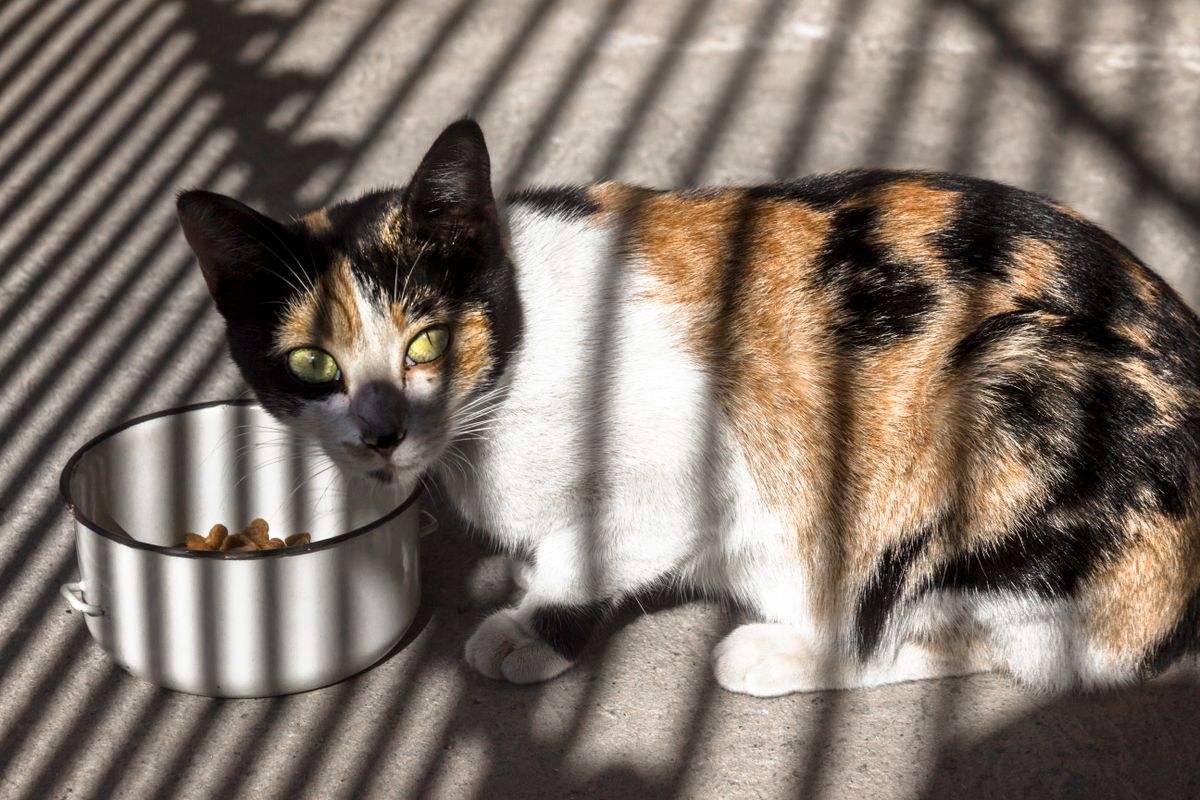 器から食事をとる猫。自動給餌器は使ってもらえるかが最初の条件になる