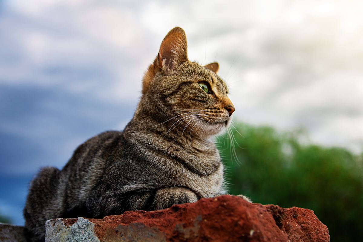 離れて見ている猫