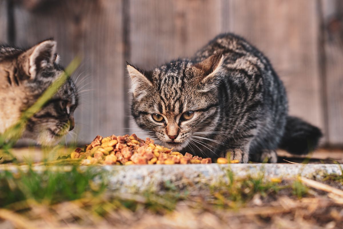 器から食べる猫