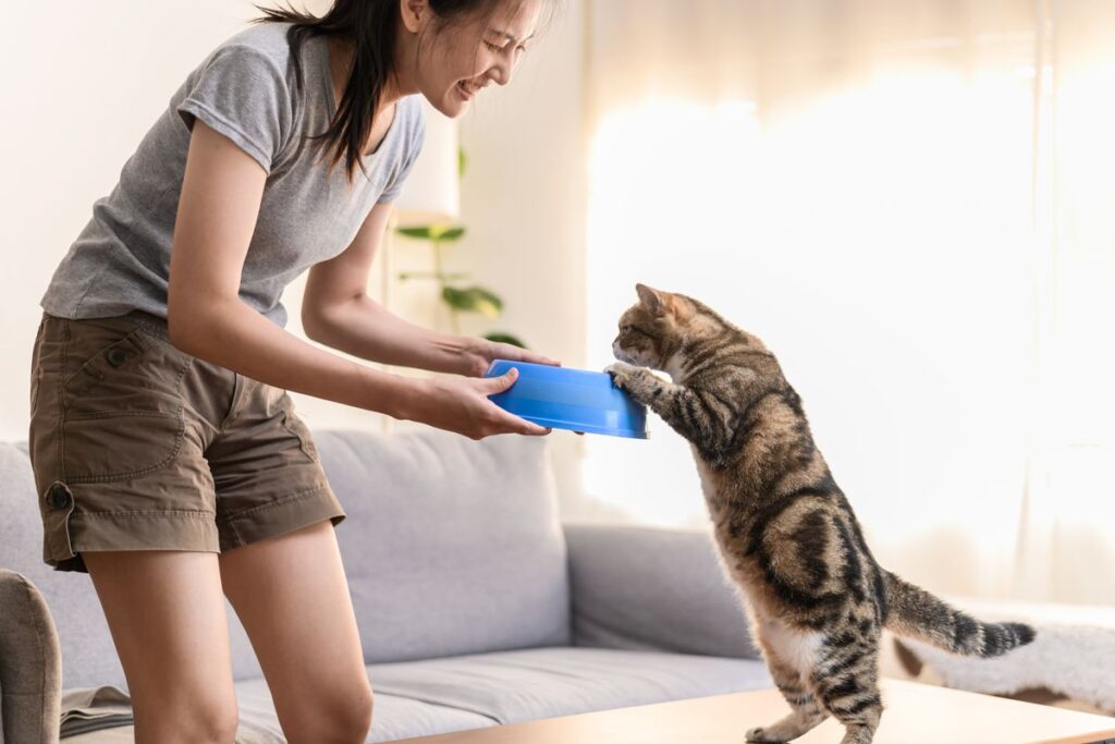室内で猫と過ごす人