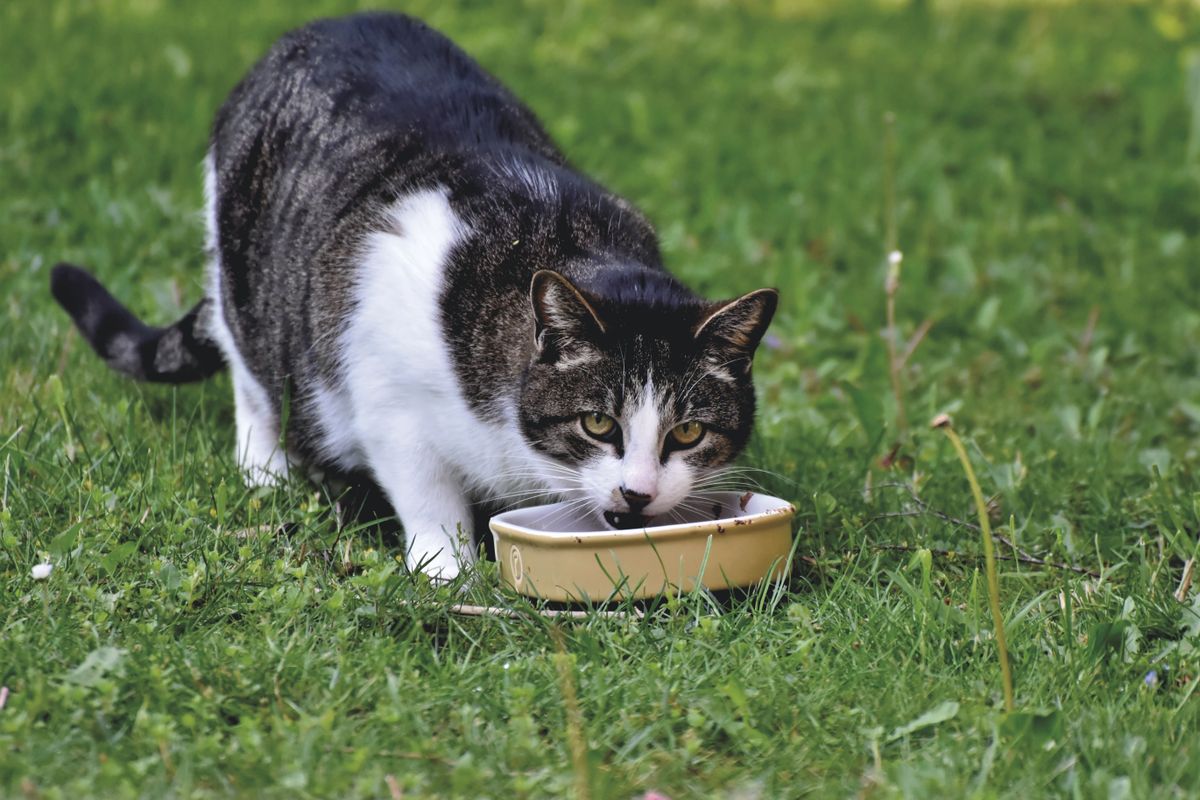 器から食べている猫
