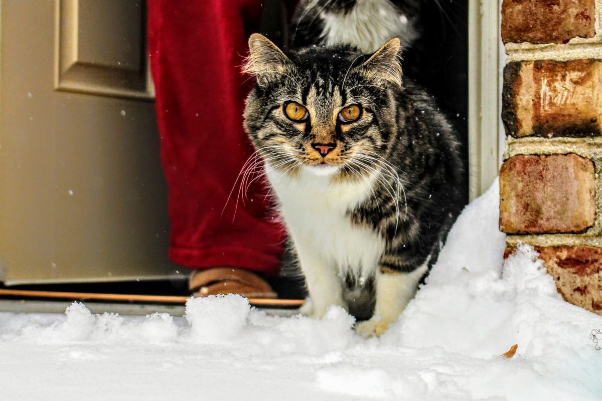 玄関を見ている猫