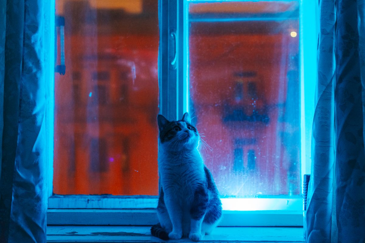 夜の窓辺に座っている猫