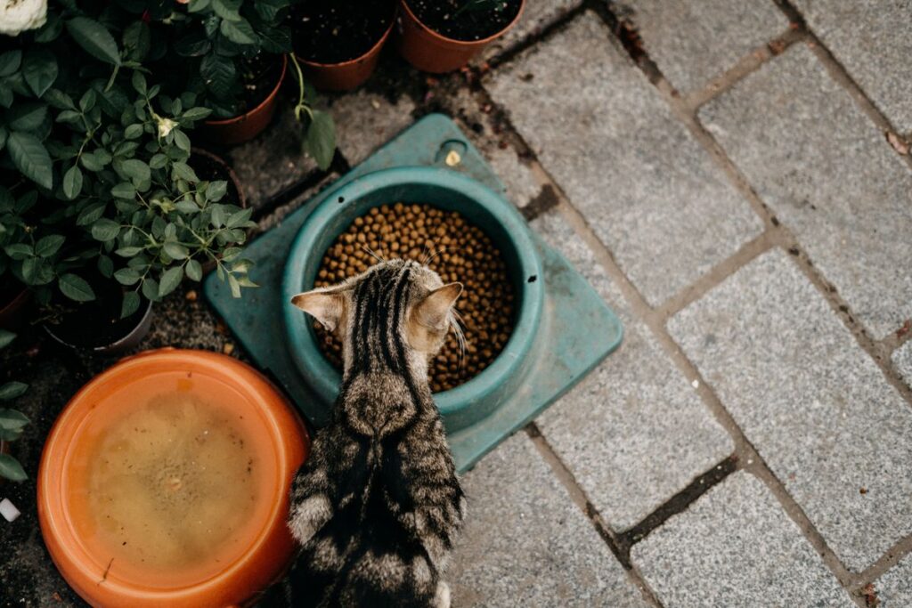床に置いた器から食べる猫を上から見たところ。首の角度は器の高さで決まる