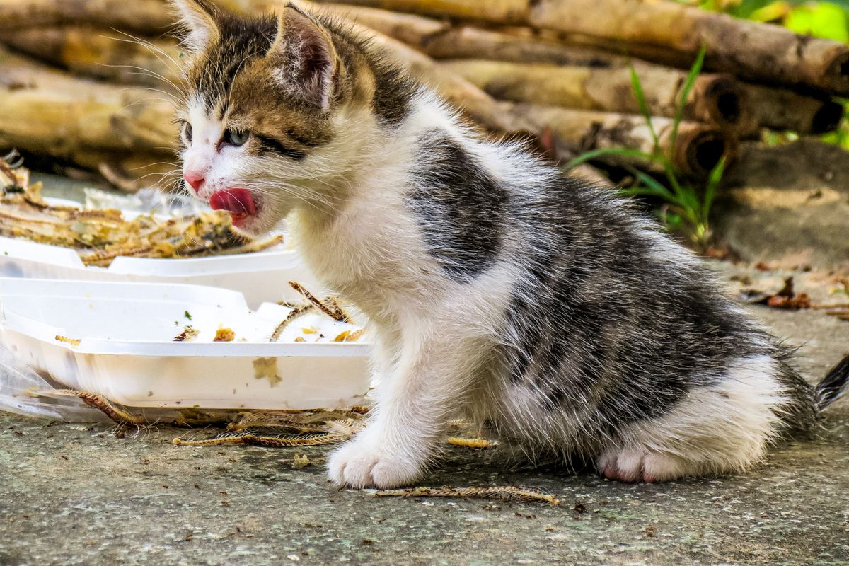 食べたあとに口をなめる子猫。食べ終わりの様子も判断の材料になる
