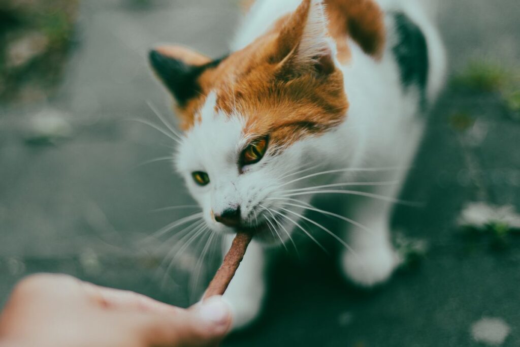 手からおやつを受け取っている三毛猫