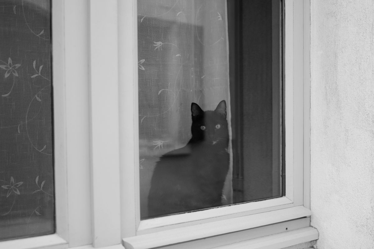 室内から窓の外を見ている黒猫。ずれに先に気づくのは猫のほう