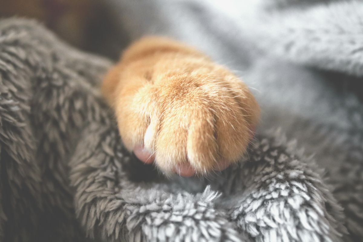 器に手を伸ばす猫