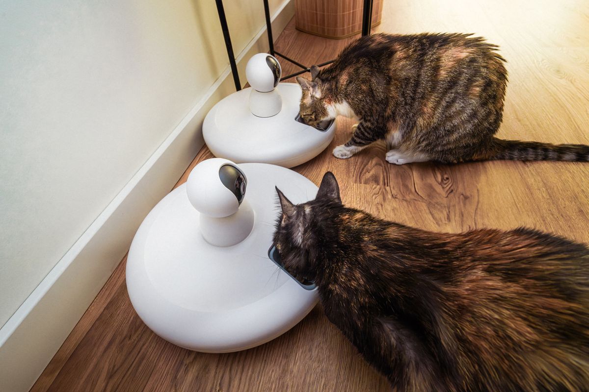 室内で自動給餌器から食べている二匹の猫