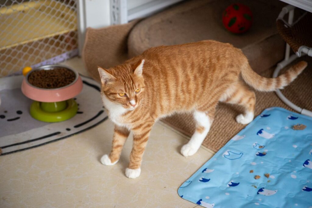 室内を歩いている猫