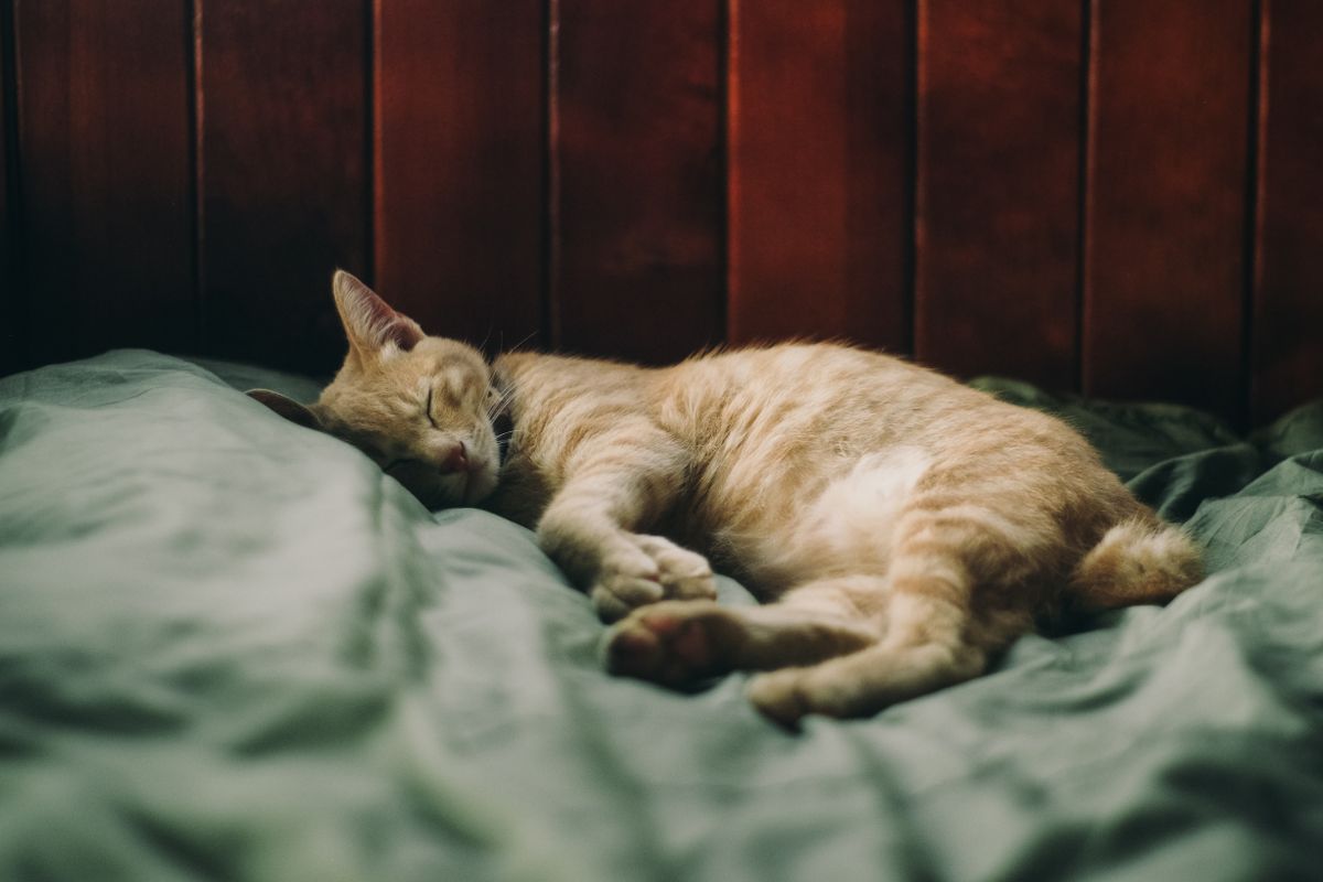 夜に眠っている猫