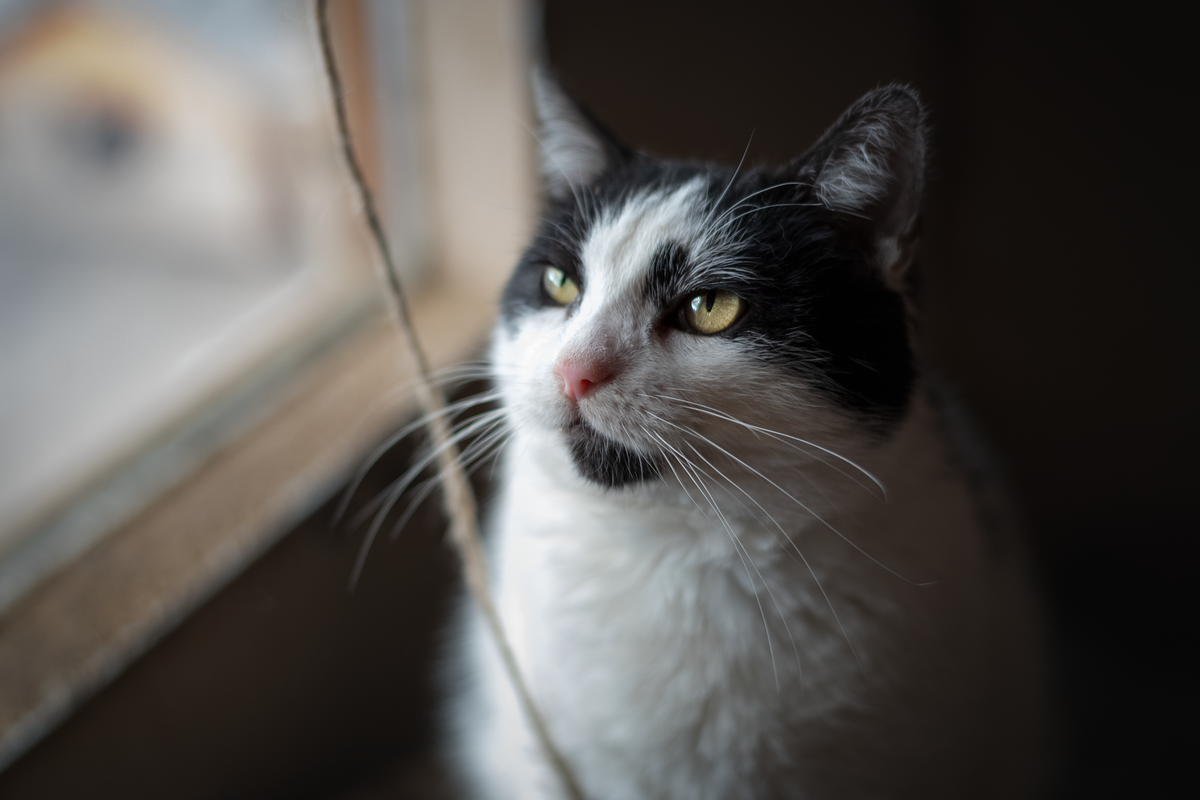 窓辺から見ている猫