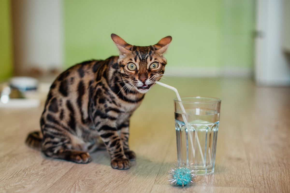 床で水を飲んでいる猫