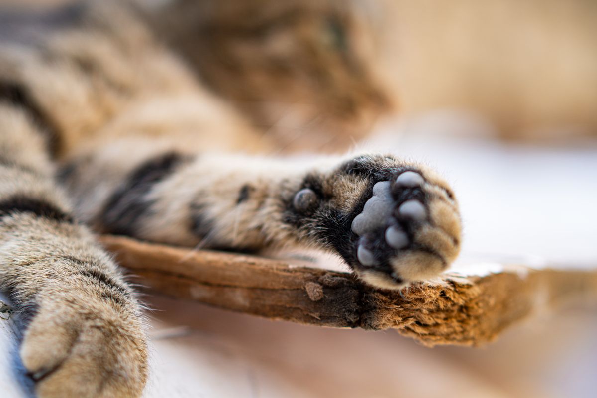 木の台の上にある猫の前足