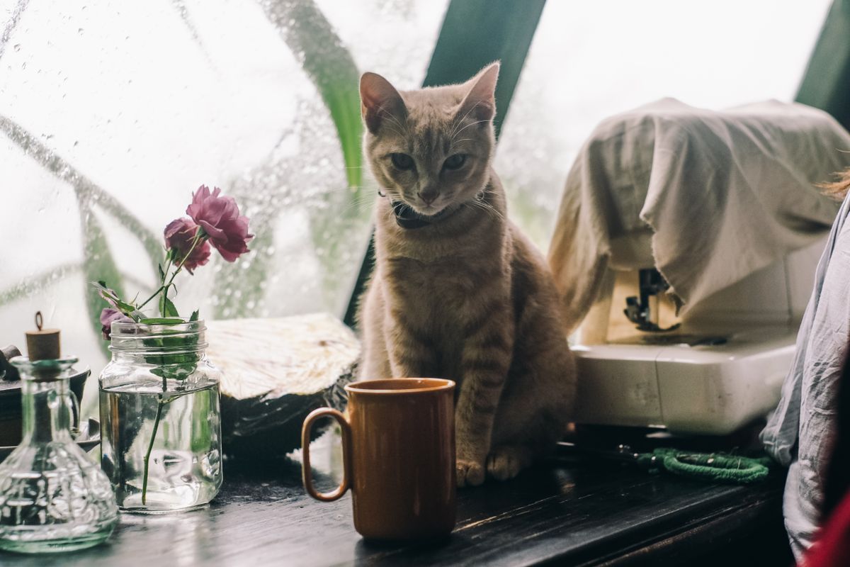 窓辺で過ごす猫