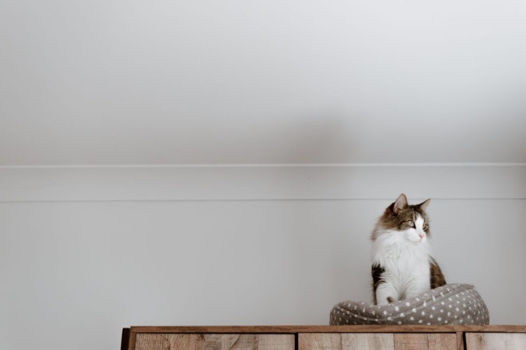 部屋のすみでくつろぐ猫