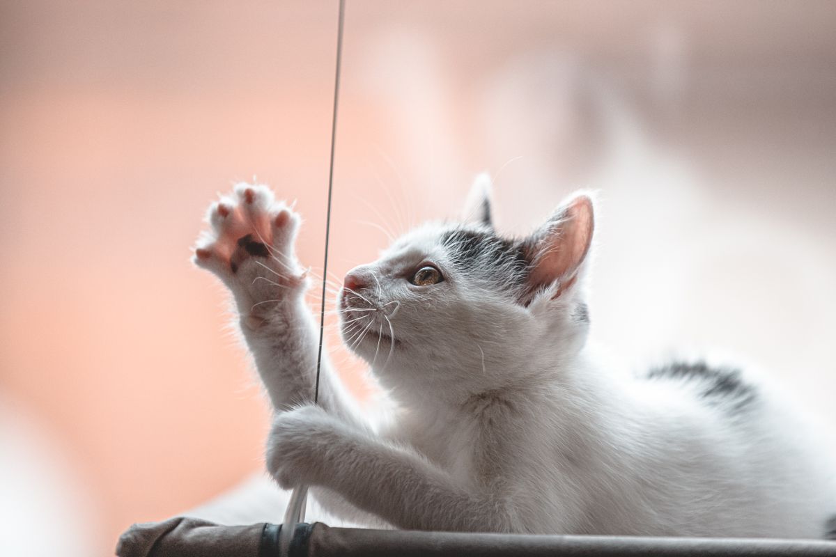 ひも状のものに前足を伸ばす子猫。細長く動くものは関心を引く