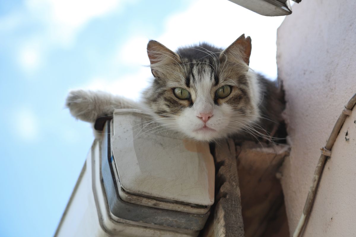 高い場所から見下ろす猫