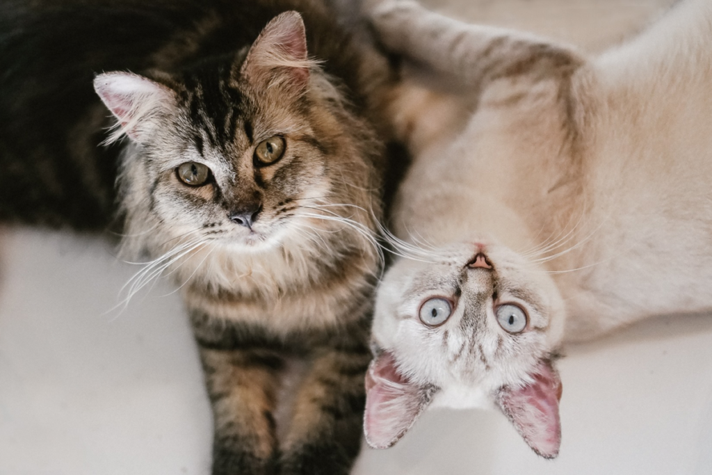 並んでくつろぐ二匹の猫。頭数が増えると水場の使われ方も変わる