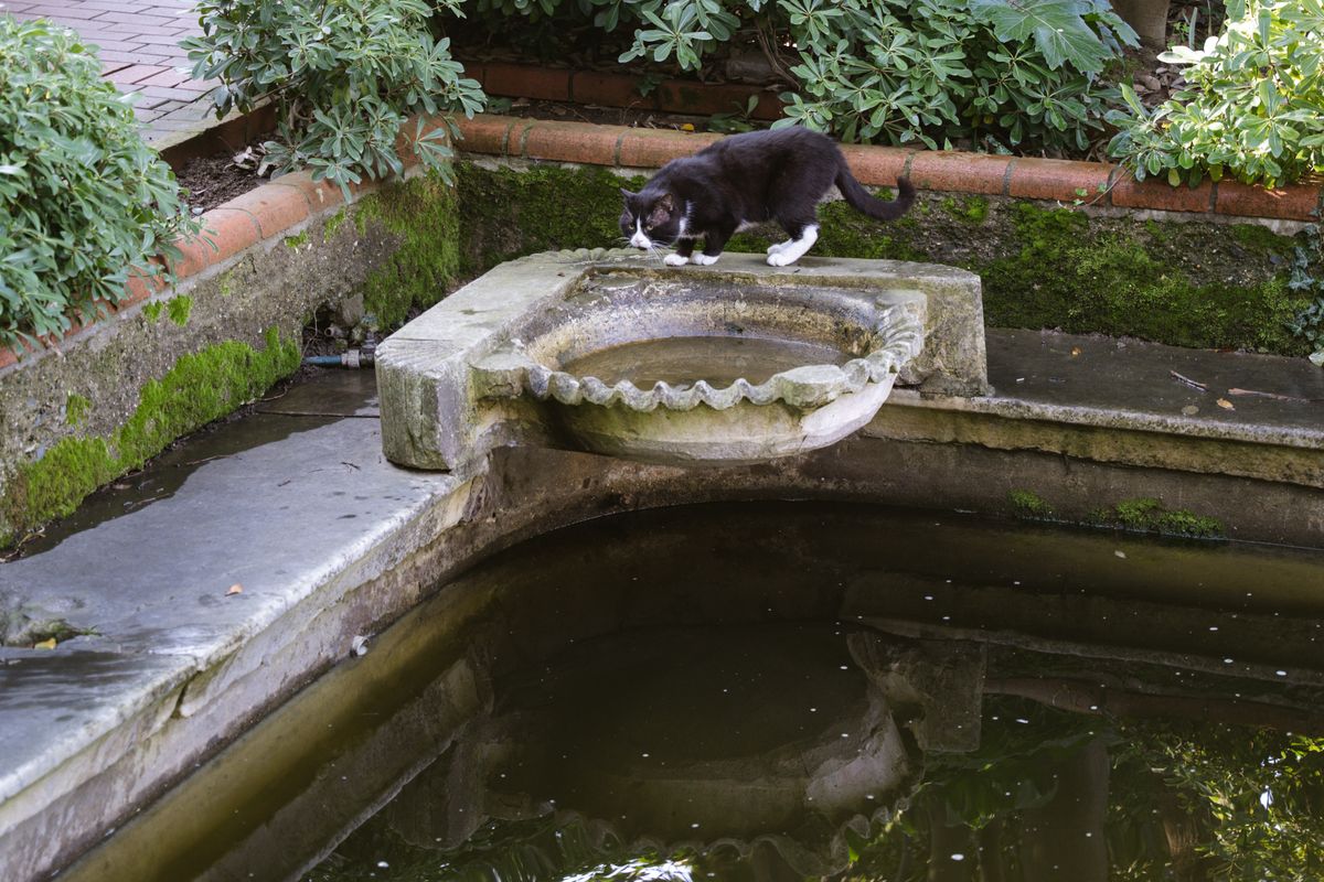 給水器から飲む猫