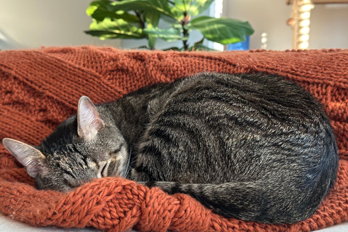 毛布でくるまる猫