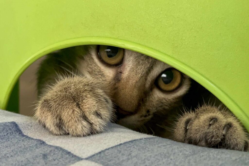 新しいものの陰からのぞいている猫