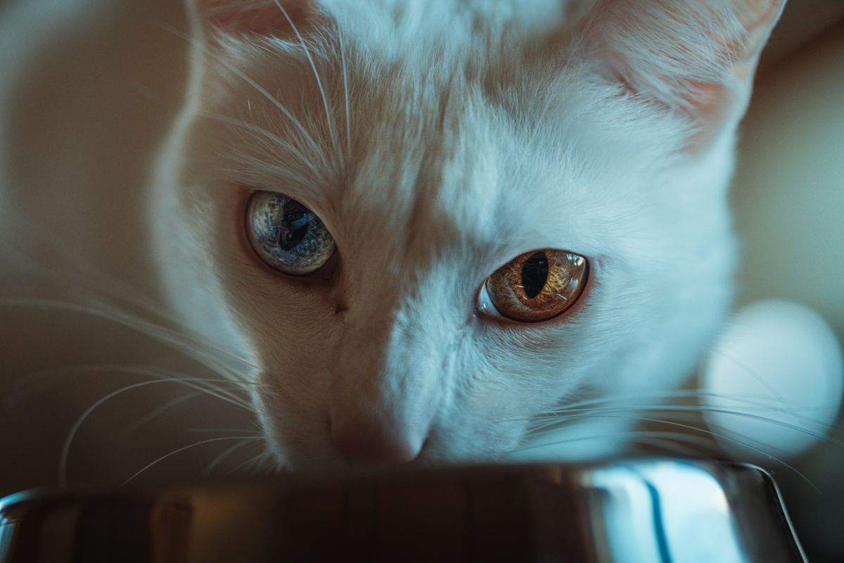 水を飲んでいる白い猫