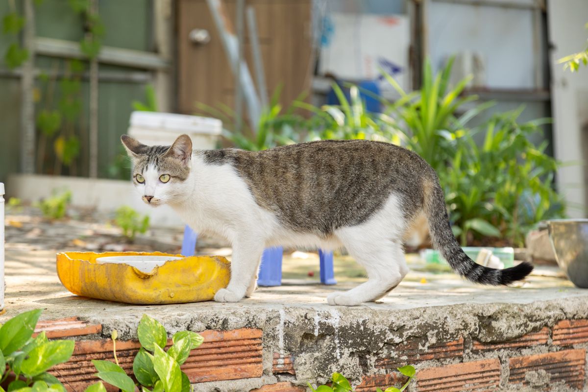 水を見ている猫