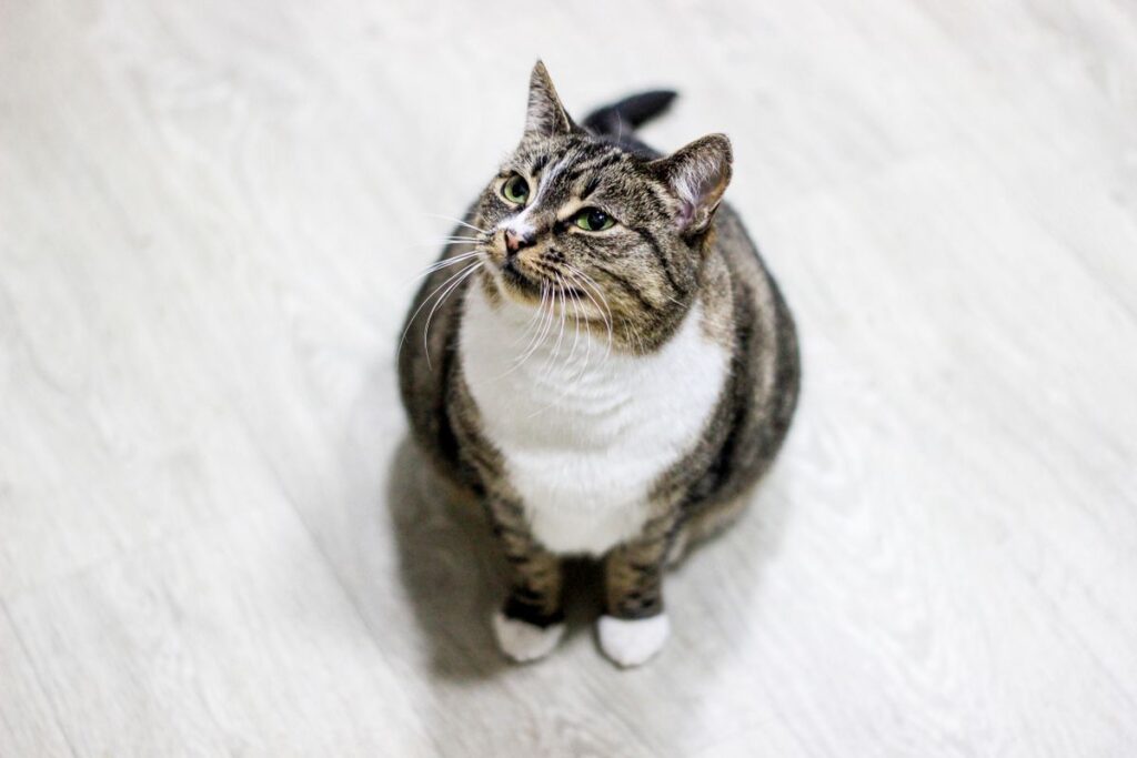 室内で見上げる猫。減りの数字だけでは飲んだ量は分からない