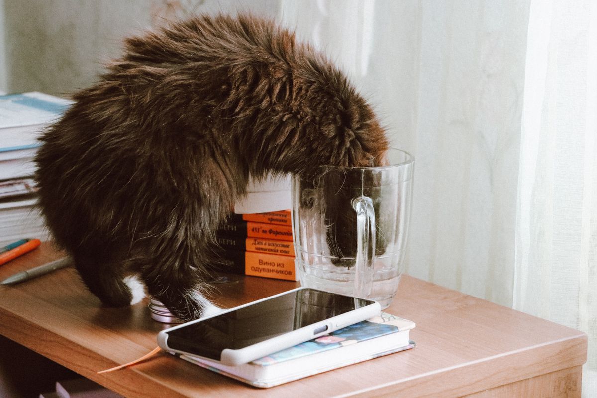 器から水を飲む猫