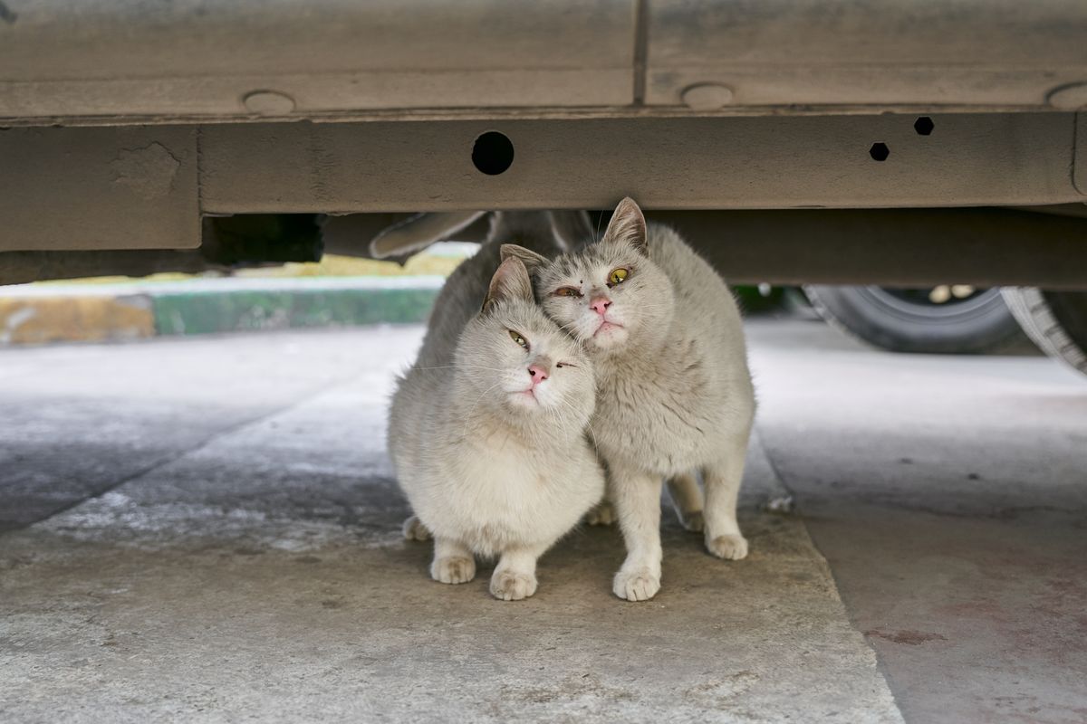 寄り添ってすわる二匹の猫